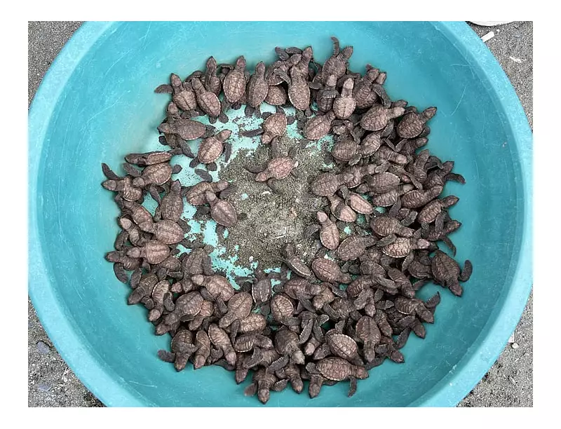 187 Hawksbill Sea Turtle Hatchlings Released in Zamboanga del Norte