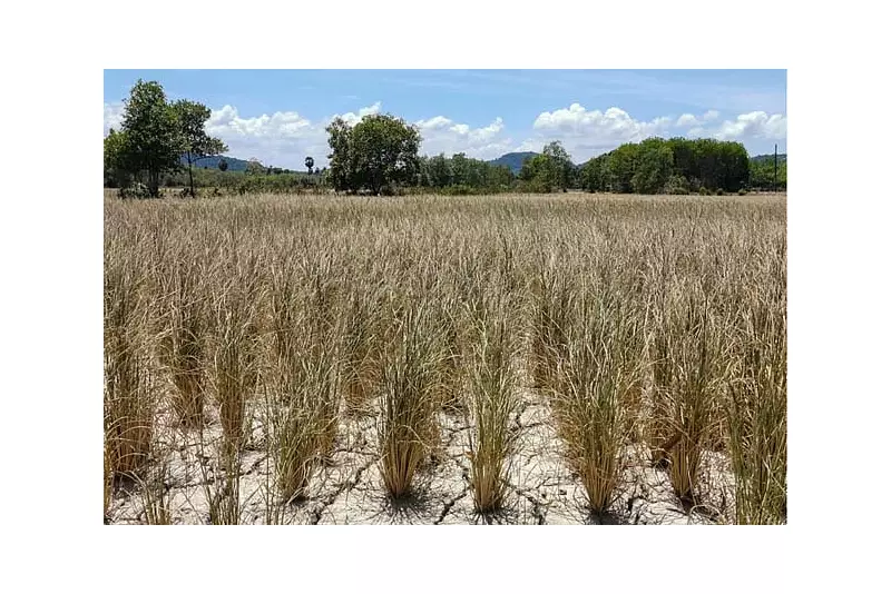 2025 Poised to Rank Among Top 3 Hottest Years Ever Recorded, EU Climate Watchdog Warns