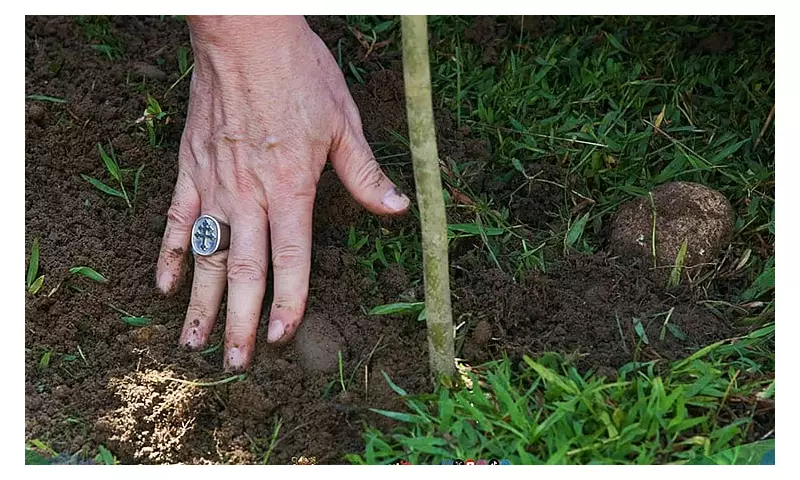Cebu Archbishop Calls for Tree Planting After Devastating Floods
