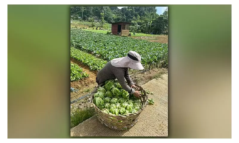 Cebu's November 2025 Inflation Forecast to Ease to 1.1%-1.9%