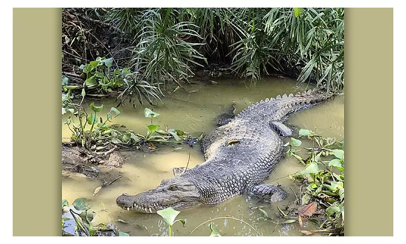 Crocolandia Zoo Denies Cebu Crocodile Escape Rumors
