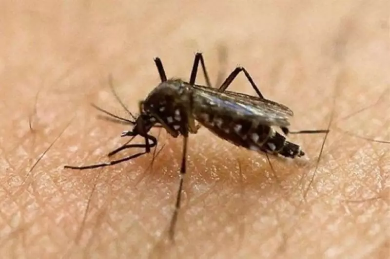 Davao City Maintains Malaria-Free Status Since 2021, Health Office Confirms
