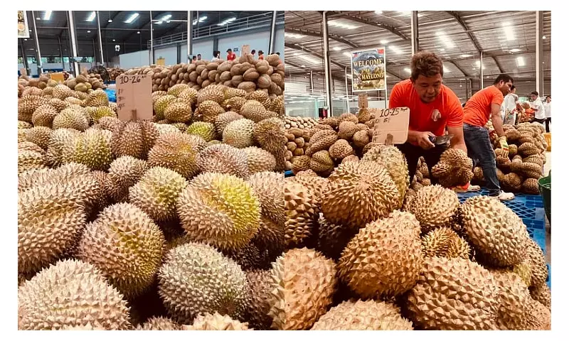 Davao Durian Exporters Boom: 19 Companies Now Shipping Overseas