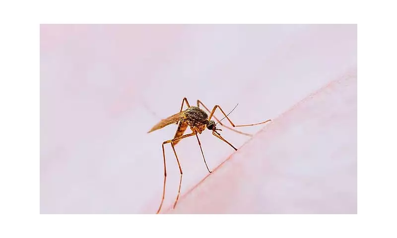 Dengue Cases Could Spike After Typhoons Tino and Uwan, DOH Warns