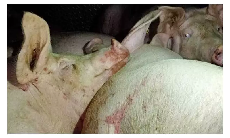 DOH Assures Public on Pork Safety After QC Lechon Stores Closure