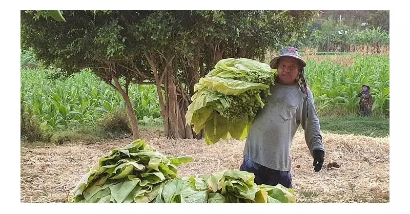 Filipino Groups Demand WHO Embrace Tobacco Harm Reduction