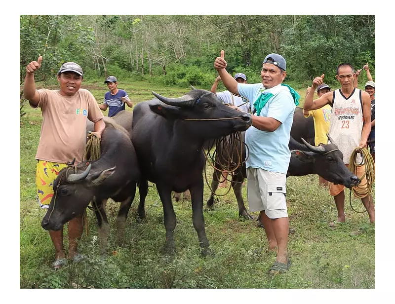 P2.4M Carabao Farm Boosts Zamboanga Sibugay Farmers' Livelihoods