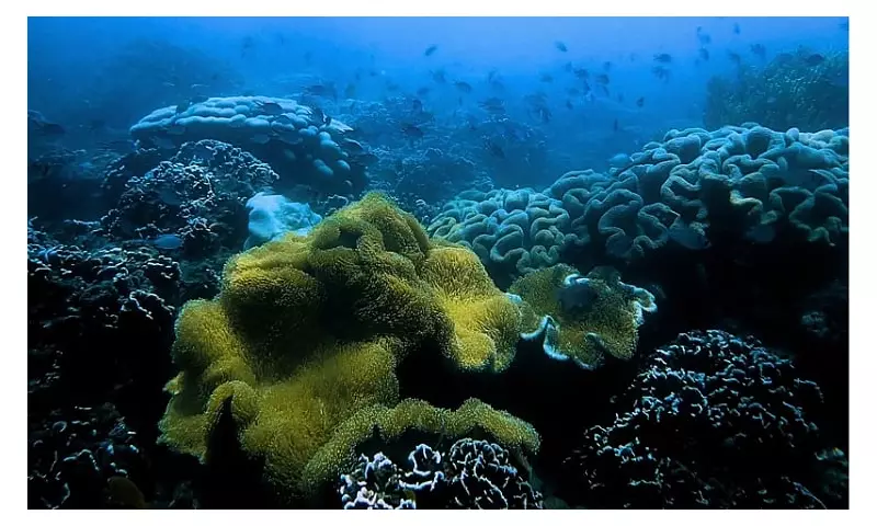Panabo City Discovers Hidden Coral Reefs, Boosting Marine Conservation