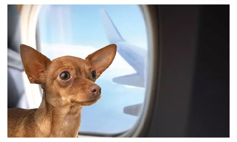 Philippine Airlines Launches FurPAL: Pets Now Fly In-Cabin
