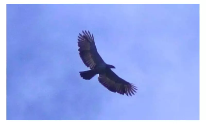 Philippine Eagle Returns to Mount Sinaka After 2-Year Absence