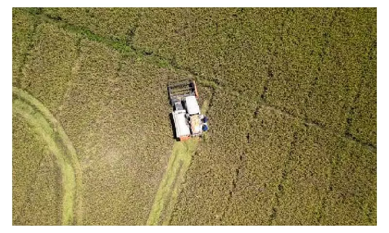 Philippines Rice Deficit Hits 18% as Production Stagnates Since 2017