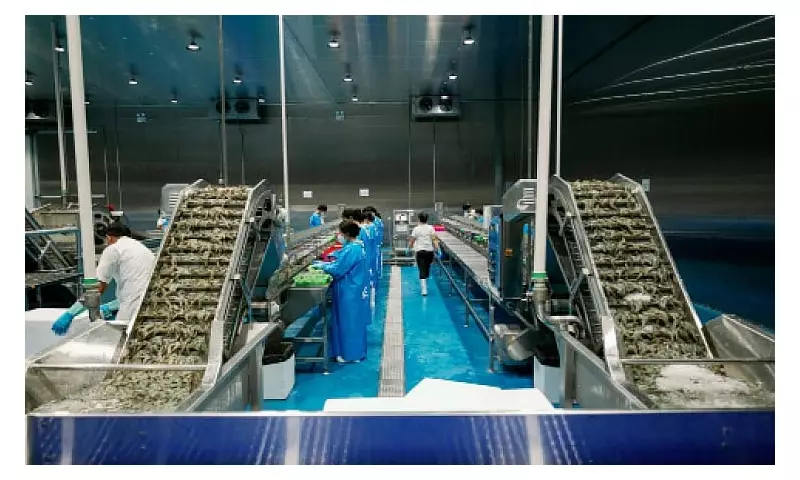 Toledo's P300M Shrimp Plant to Hire 300, Revive PH Exports