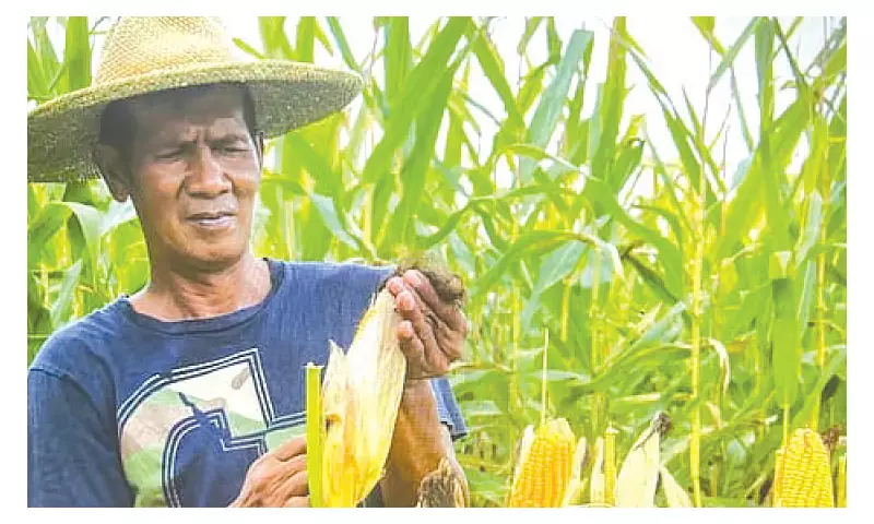 Typhoon Tino's Wrath: Cebu's Corn Harvest Faces Major Blow