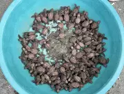 187 Hawksbill Sea Turtle Hatchlings Released in Zamboanga del Norte