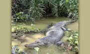 Crocolandia Zoo Denies Cebu Crocodile Escape Rumors