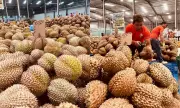 Davao Durian Exporters Boom: 19 Companies Now Shipping Overseas