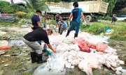 Lapu-Lapu City Seizes Massive 3-Ton Meat Haul in Major Food Safety Operation