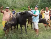 P2.4M Carabao Farm Boosts Zamboanga Sibugay Farmers' Livelihoods