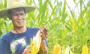 Typhoon Tino's Wrath: Cebu's Corn Harvest Faces Major Blow