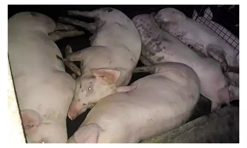 Cebu Revises ASF Ordinance to Align with National Policies Amid Hog Illness Surge