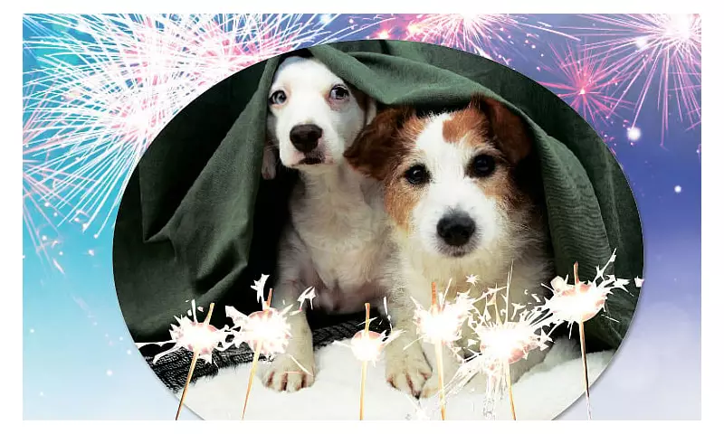 Cebu Vet's 2025 New Year Tips: Keep Dogs Calm Amid Fireworks