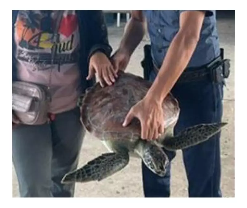 Critically Endangered Hawksbill Turtle Rescued in Zamboanga Sibugay