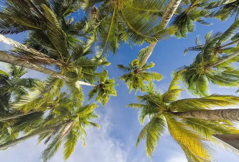 Davao City Aims to Reactivate 102 Inactive Coconut Farmer Groups for CFIDP