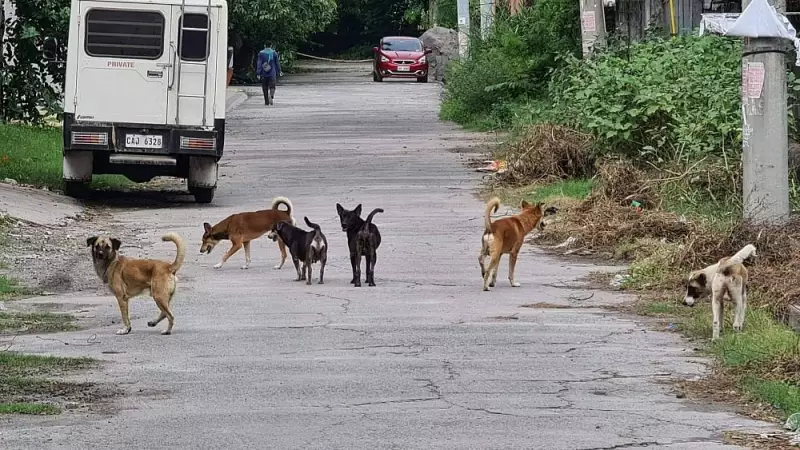 Father's Dog Attack Defense Sparks Lapu-Lapu Animal Welfare Debate