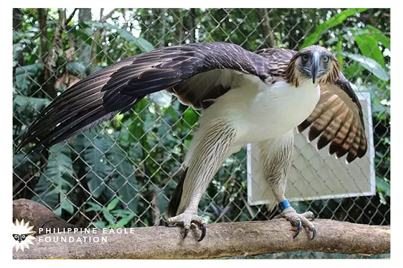 Genetic Study: Philippine Eagles Show Low Variation, Near Extinction