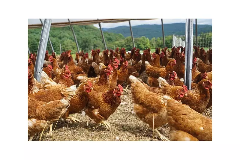 Japan Confirms 11th Bird Flu Outbreak, Over 6,000 Chickens Culled in Hokkaido