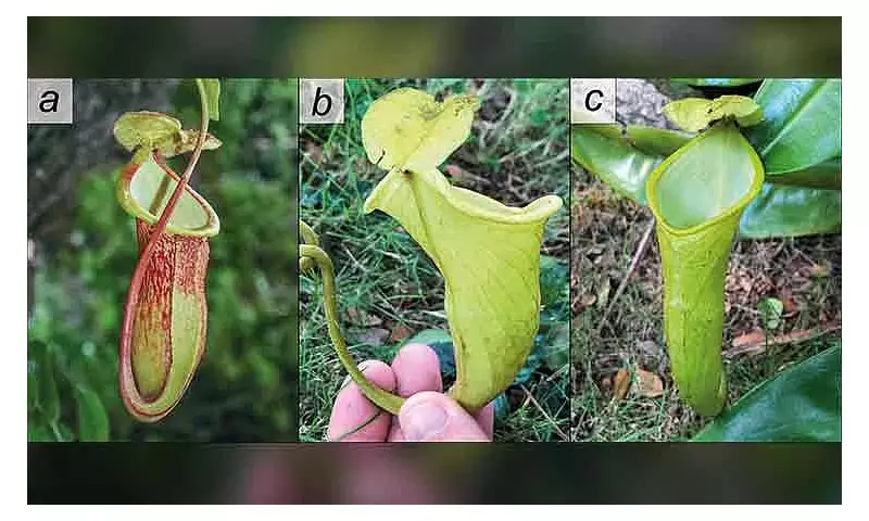 New 'Megastoma' Pitcher Plant Found in Palawan, Already Critically Endangered
