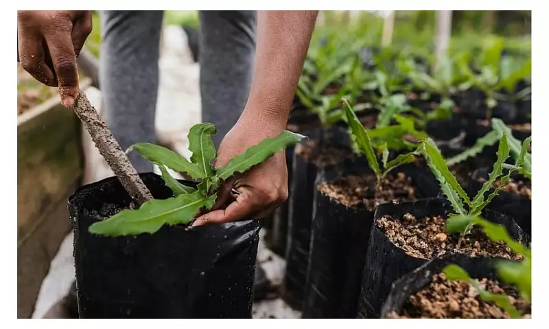 PEF Plants 200,000 Trees for Philippine Eagle, Aims for 3 Million