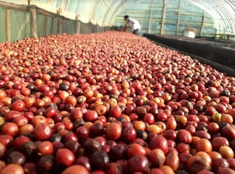 Philippines Aims to Revive Coffee Sector with P15B Annual Bill