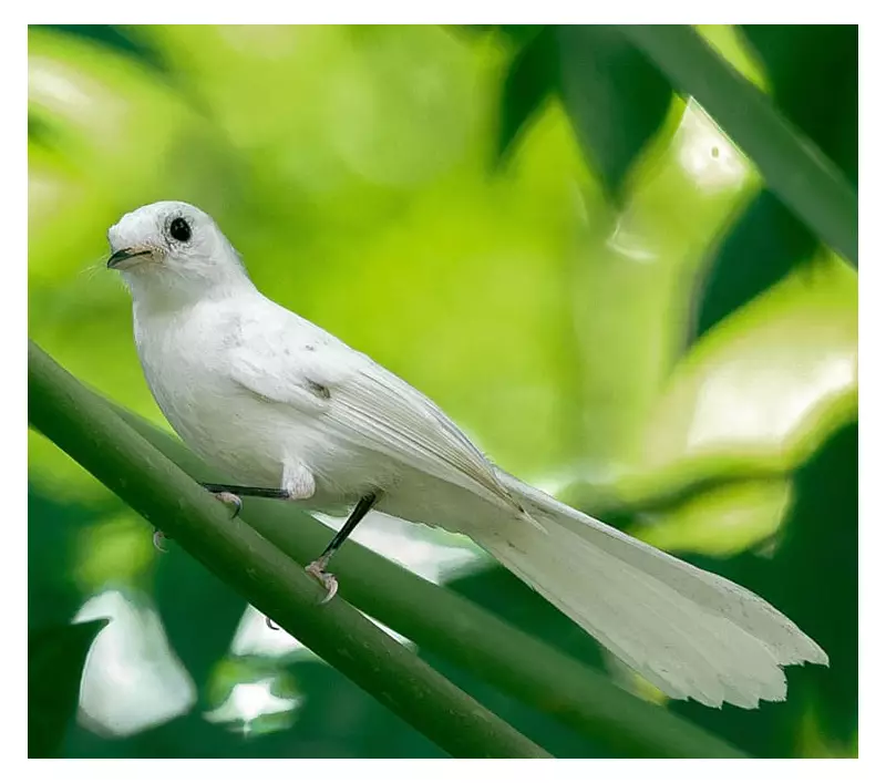 Rare Leucistic Philippine Pied Fantail Spotted in Zamboanga's Great Sta. Cruz Island