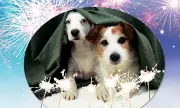 Cebu Vet's 2025 New Year Tips: Keep Dogs Calm Amid Fireworks