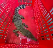 Juvenile Philippine Crocodile Rescued, Enters Rehabilitation in Zamboanga