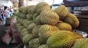 Philippine Durian Exports Plummet 86% in 2025 Amid Climate Woes