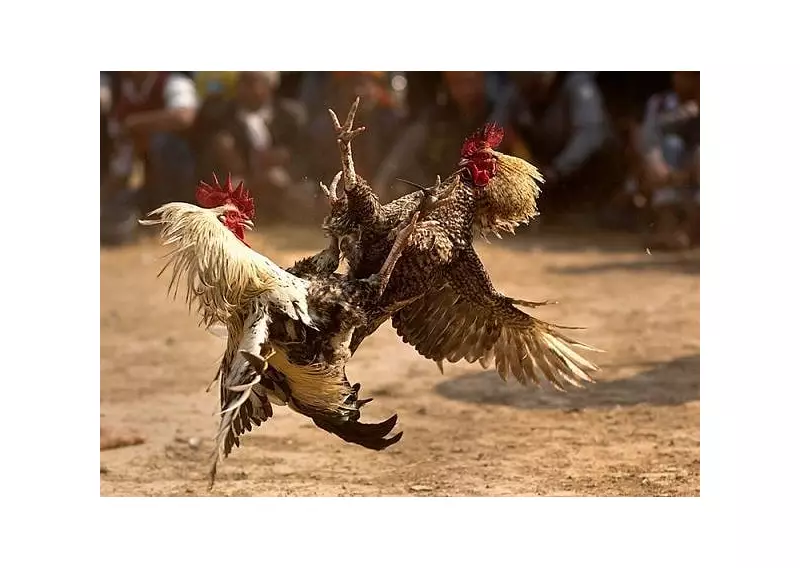 3 Arrested, Including 2 Seniors, in San Remigio Illegal Cockfighting Raid