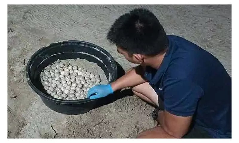 97 Olive Ridley Turtle Eggs Rescued, Moved to Hatchery in Davao de Oro
