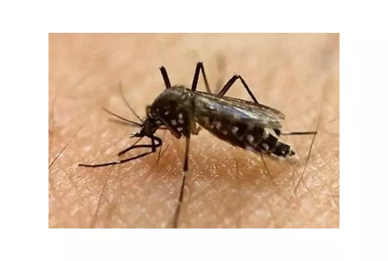 Cebu Councilor Urges City-Wide Adoption of Wolbachia Method to Combat Dengue