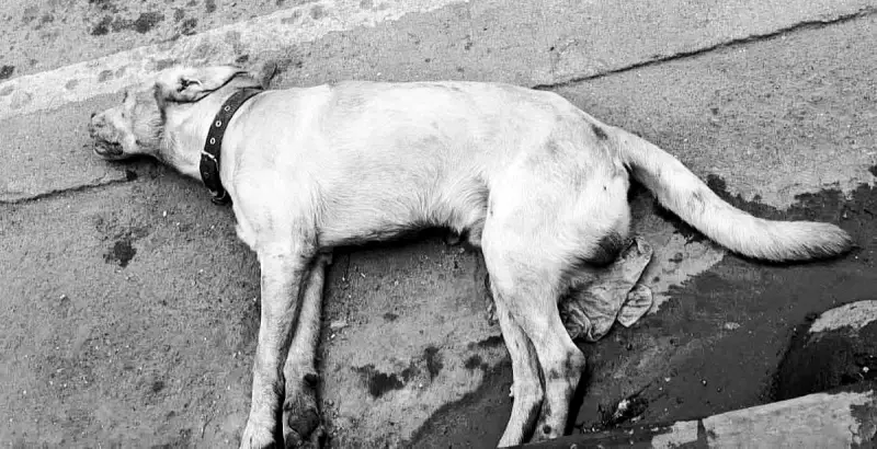 Cebu Vendor Faces Formal Animal Cruelty Charges Over Labrador Retriever Death