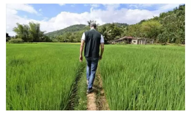 DA Eyes 300,000 MT Rice Imports in February to Stabilize Supply and Prices