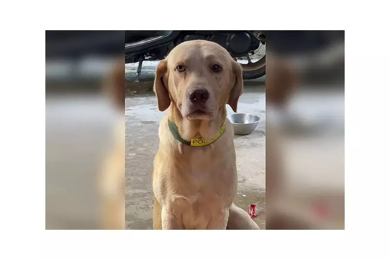 Mandaue Barangay Hearing on Brutal Labrador Killing Begins Today