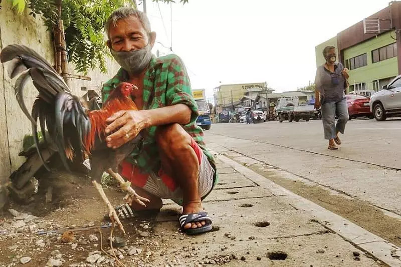 Mawab LGU Denies Cockfighting Permit, Cites Legal Grounds Over Politics