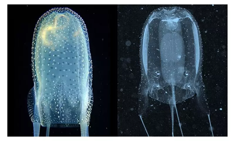 New Box Jellyfish Species Discovered in Philippine Waters