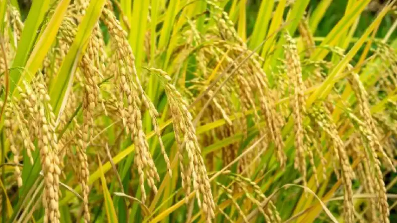 Philippines to Build 300 Rice Processing Centers Nationwide