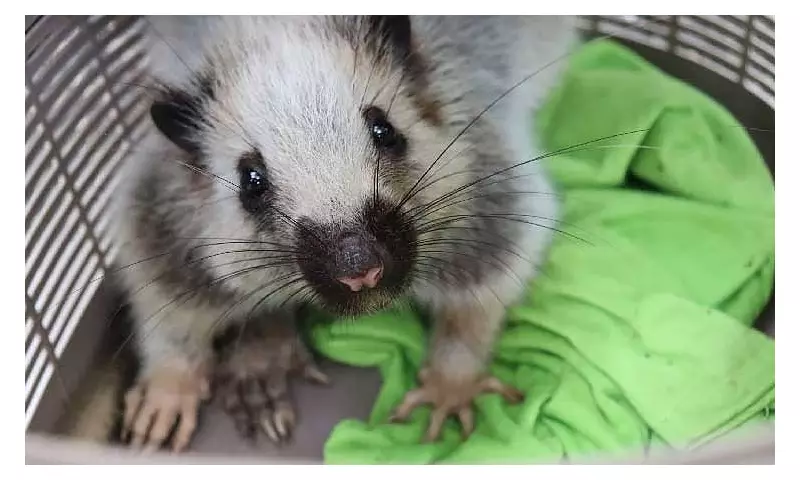 Rare Northern Luzon Giant Cloud Rat Rescued and Released in Aurora Forest