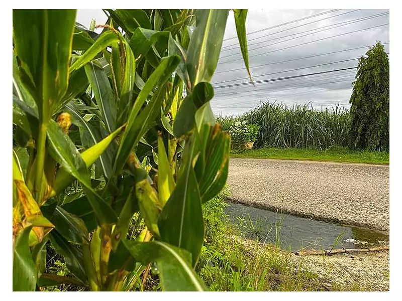 Sugar Board's Export Program Boosts Prices, Sparks Calls for Unity