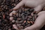 Asia-Pacific Cocoa Market Leads Global Growth at 9.62% CAGR