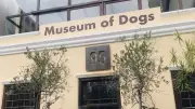 Cape Town's Dog Museum Inspires Philippine Niche Museum Potential